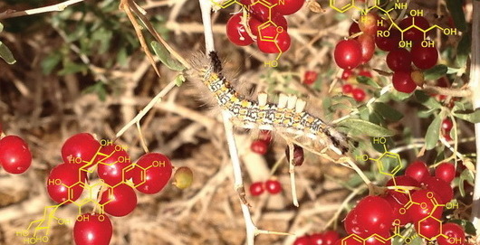 藏药研究重点实验室揭示唐古特白刺能够通过糖苷酶抑制和改善胰岛素抵抗发挥降血糖作用